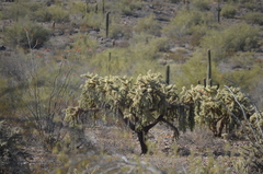 Cylindropuntia
