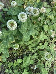 Trifolium repens