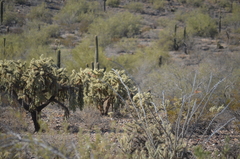 Cylindropuntia