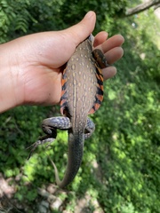 Leiolepis belliana