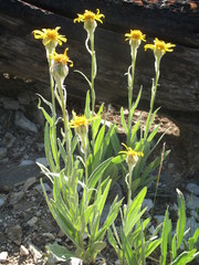 Senecio megacephalus
