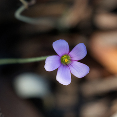 Oxalis livida
