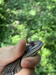 Leiolepis belliana
