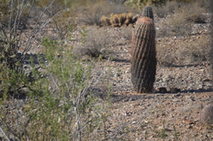Ferocactus cylindraceus