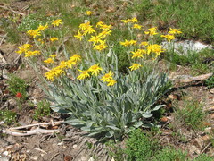 Senecio megacephalus