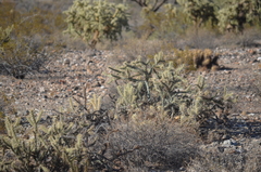 Cylindropuntia