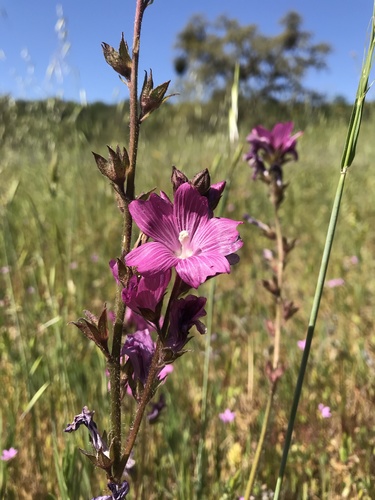 iNaturalist observation photo of checkerbloom