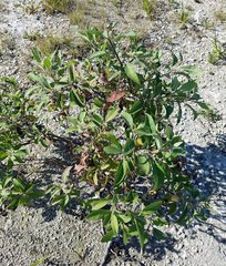 Pluchea carolinensis