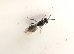 Chalcidoidea