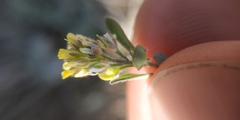 Alyssum desertorum