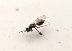 Chalcidoidea