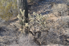 Cylindropuntia