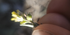Alyssum desertorum