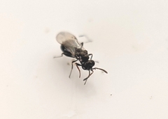 Chalcidoidea