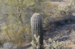 Carnegiea gigantea
