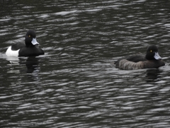 Aythya fuligula