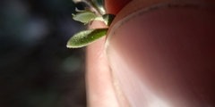Alyssum desertorum