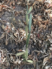 Opuntia karwinskiana