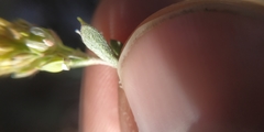 Alyssum desertorum