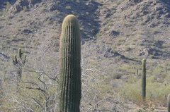 Carnegiea gigantea