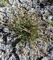 Eleocharis geniculata