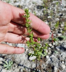 Stemodia durantifolia
