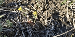 Alyssum desertorum