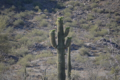 Carnegiea gigantea