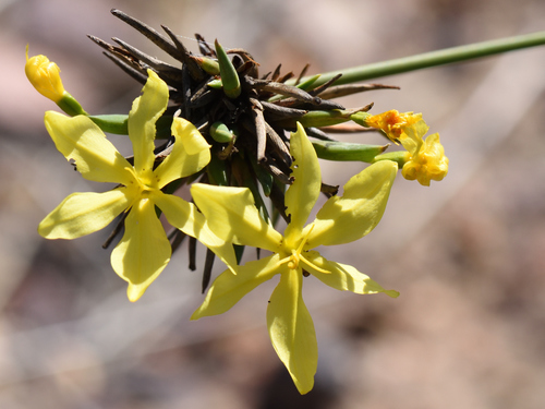 Image of Bobartia orientalis by (c) Andrew Gillespie, some rights reserved (CC BY-SA)