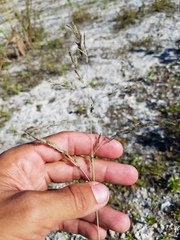 Eragrostis atrovirens