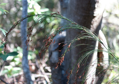 Restio subverticillatus