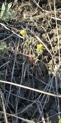 Alyssum desertorum