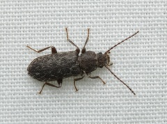 Ulodidae