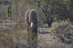 Carnegiea gigantea