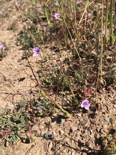 iNaturalist observation photo of Mediterranean Stork's-bill