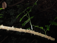 Zanthoxylum avicennae