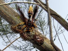 Polistes comanchus