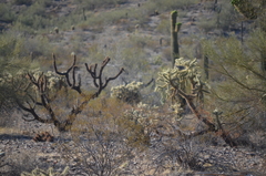 Cylindropuntia