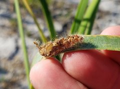 Rogadinae