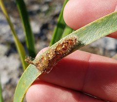 Rogadinae