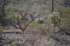 Larrea tridentata