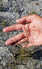Eragrostis atrovirens
