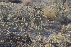 Cylindropuntia