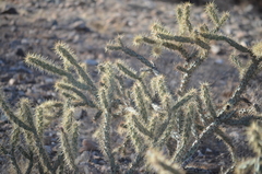 Cylindropuntia