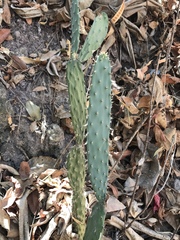 Opuntia karwinskiana