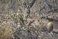 Cylindropuntia