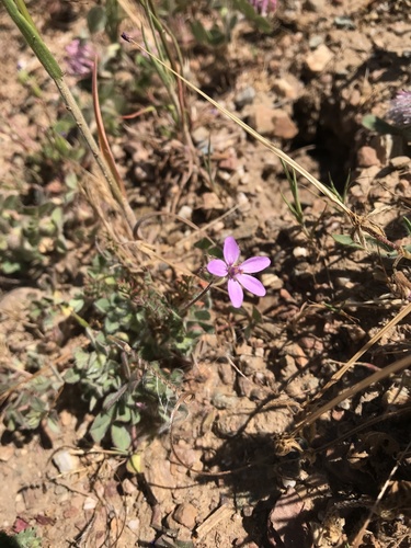 iNaturalist observation photo of Redstem Stork's-bill