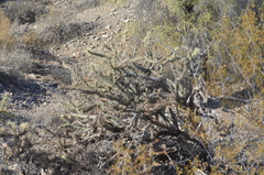 Cylindropuntia