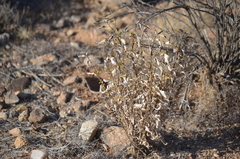 Encelia farinosa