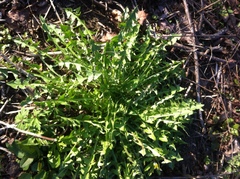 Taraxacum officinale